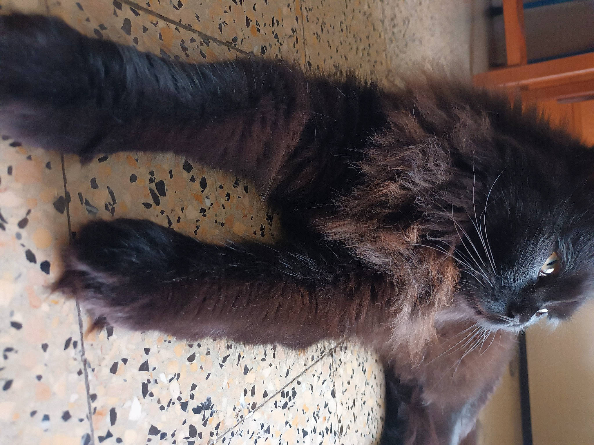 Marley participe au concours pour gagner de l'argent avec cette photo : carnivore, cat, claw, comfort, domestic_short_haired_cat, felidae, flooring, foot, fur, nap, paw, small_to_medium_sized_cats, snout, tail, terrestrial_animal, whiskers