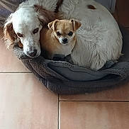 Cleo participe au concours pour gagner de l'argent avec cette photo : dog, pets, snuggling, bed, cozy, small_dog, large_dog, white_fur, tan_fur, floor_tiles, indoor, companionship, cute, resting, animal_bond, fur_texture, relaxing, home, friendship, cute_animals