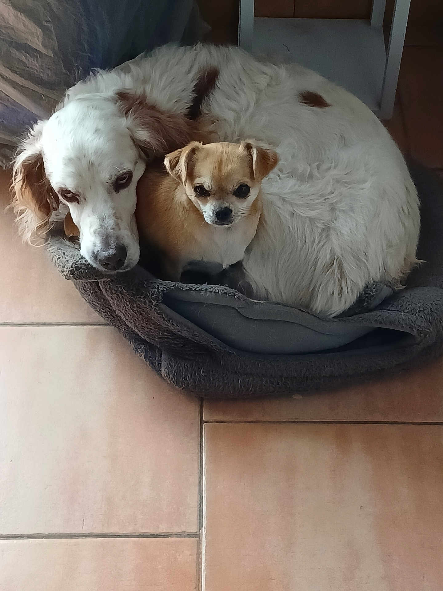 Cleo participe au concours pour gagner de l'argent avec cette photo : dog, pets, snuggling, bed, cozy, small_dog, large_dog, white_fur, tan_fur, floor_tiles, indoor, companionship, cute, resting, animal_bond, fur_texture, relaxing, home, friendship, cute_animals