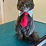 cat, lion_cut, red_tie, white_collar, pet, animal, indoor, table, fur, whiskers, sitting, portrait, domestic_cat, looking_at_camera, cute, groomed, feline, business_attire, funny, serious