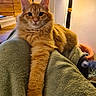 animal_portrait, blanket, cat, cat_bed, closeup, cozy, curious, domestic_animal, feline, fur, home, indoor, orange_tabby, paw, pet, relaxing, stretching, warm_lighting, whiskers, wooden_background