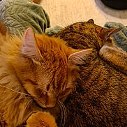 Hélios a rejoint le concours — aidez-le/la à gagner de superbes lots ! animal, bed, blanket, cat, close_up, cozy, cute, domestic_animal, feline, fur, indoor, orange_cat, pet, relaxation, resting, sleeping, snuggling, tabby_cat, two_cats, warm_lighting