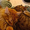 animal, bed, blanket, cat, close_up, cozy, cute, domestic_animal, feline, fur, indoor, orange_cat, pet, relaxation, resting, sleeping, snuggling, tabby_cat, two_cats, warm_lighting
