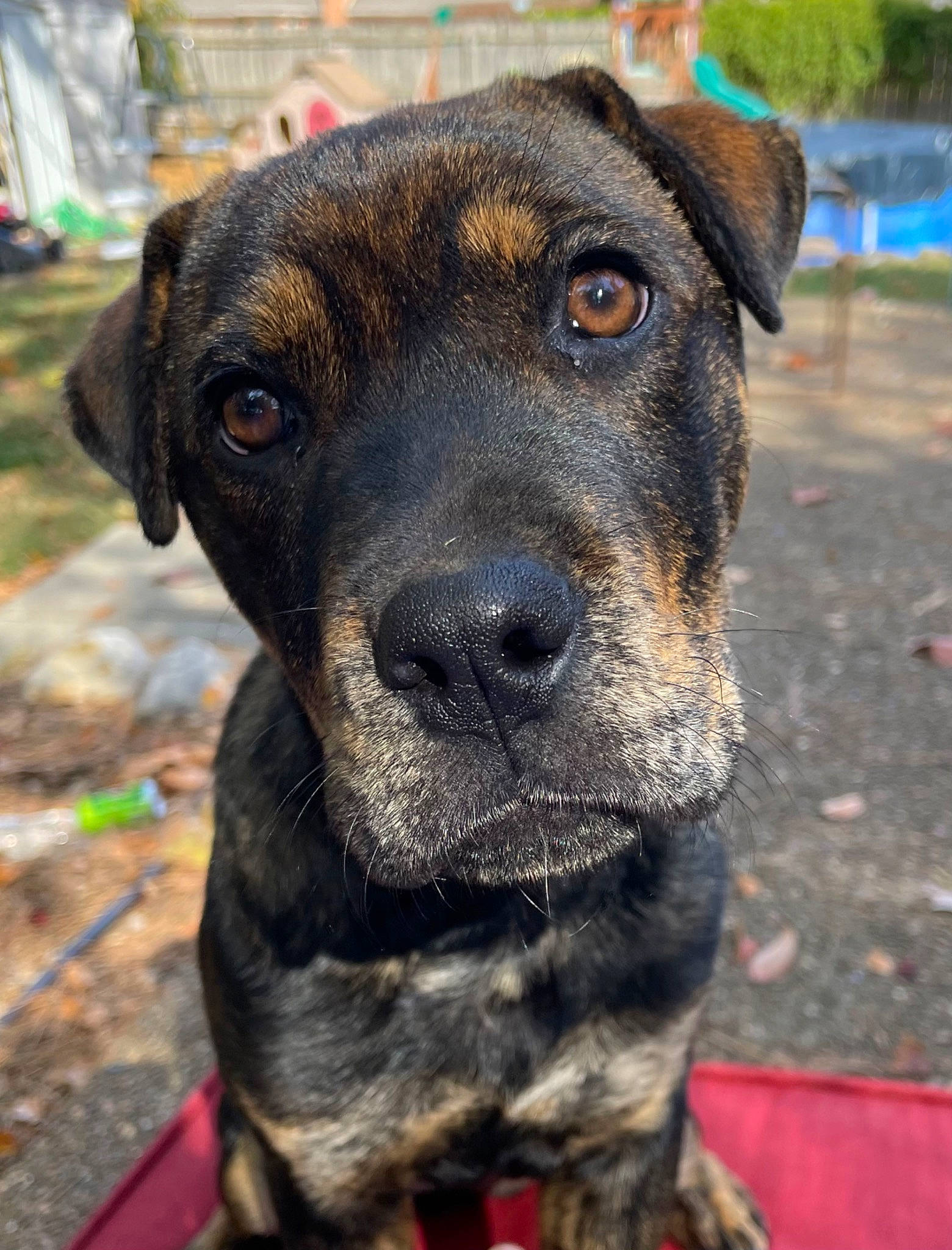 Cinder is registered to the contest to win money with this photo: canidae, carnivore, collar, companion_dog, dog, dog_breed, dog_collar, electric_blue, fawn, fur, grass, guard_dog, pet_supply, plant, puppy, snout, sporting_group, whiskers, working_animal, working_dog