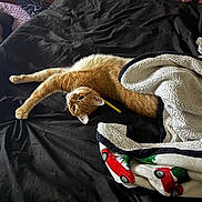 Beetoveen joined the competition — help win amazing prizes! cat, orange_cat, ginger_cat, pet, animal, lying_down, stretching, bed, bedroom, blanket, black_bedding, cozy, relaxed, playful, pencil, fluffy_blanket, holiday_blanket, indoor, portrait, whiskers