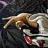 cat, orange_cat, ginger_cat, pet, animal, lying_down, stretching, bed, bedroom, blanket, black_bedding, cozy, relaxed, playful, pencil, fluffy_blanket, holiday_blanket, indoor, portrait, whiskers