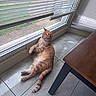Beetoveen joined the competition — help win amazing prizes! cat, orange_cat, tabby, pet, animal, lying_down, relaxed, indoor, window, blinds, sunlight, tiles, floor, home, table, furniture, portrait, side_view, fluffy, funny_pose
