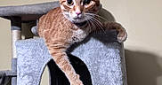 Beetoveen is registered to the contest to win money with this photo: cat, orange_tabby, feline, pet, animal, portrait, wide_eyes, whiskers, ears, paws, fur, striped_fur, sitting, lounging, cat_tree, scratching_post, indoor, home, beige_wall, gray_furniture