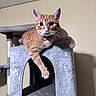 cat, orange_tabby, feline, pet, animal, portrait, wide_eyes, whiskers, ears, paws, fur, striped_fur, sitting, lounging, cat_tree, scratching_post, indoor, home, beige_wall, gray_furniture