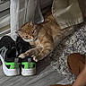 Beetoveen joined the competition — help win amazing prizes! cat, orange_tabby, pet, feline, lying_down, relaxed, indoor, floor, sneakers, shoes, curtain, window, rug, home, cozy, striped_fur, whiskers, tail, paws, playful