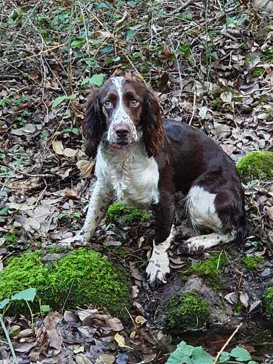 Perle a rejoint le concours — aidez-le/la à gagner de superbes lots ! canidae, carnivore, cocker_spaniel, companion_dog, dog, dog_breed, drentse_patrijshond, english_cocker_spaniel, english_springer_spaniel, french_spaniel, german_longhaired_pointer, german_spaniel, mammal, rare_breed_dog, russian_spaniel, small_munsterlander, spaniel, sporting_group, vertebrate, welsh_springer_spaniel