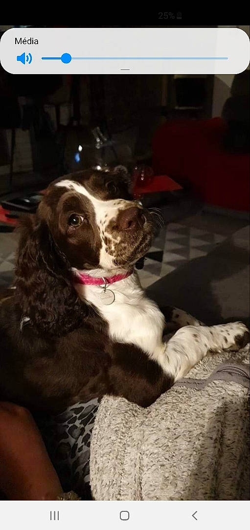 Perle participe au concours pour gagner de l'argent avec cette photo : canidae, carnivore, cocker_spaniel, companion_dog, dog, dog_breed, english_cocker_spaniel, english_springer_spaniel, french_spaniel, mammal, puppy, rare_breed_dog, russian_spaniel, small_munsterlander, snout, spaniel, sporting_group, vertebrate