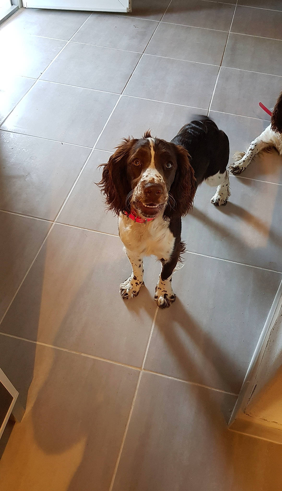 Perle a rejoint le concours — aidez-le/la à gagner de superbes lots ! canidae, carnivore, companion_dog, dog, dog_breed, drentse_patrijshond, english_cocker_spaniel, english_springer_spaniel, fawn, floor, flooring, french_spaniel, mammal, rare_breed_dog, russian_spaniel, small_munsterlander, spaniel, sporting_group, tile, welsh_springer_spaniel