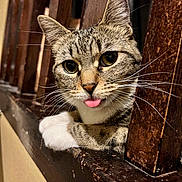 Phoenix is registered to the contest to win money with this photo: cat, tabby, tongue_out, white_paws, wooden_ledge, wooden_railings, curious, whiskers, close_up, indoor, pet, feline, animal, cute, relaxed, portrait, fur, ears, eyes, resting