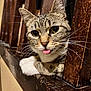 cat, tabby, tongue_out, white_paws, wooden_ledge, wooden_railings, curious, whiskers, close_up, indoor, pet, feline, animal, cute, relaxed, portrait, fur, ears, eyes, resting