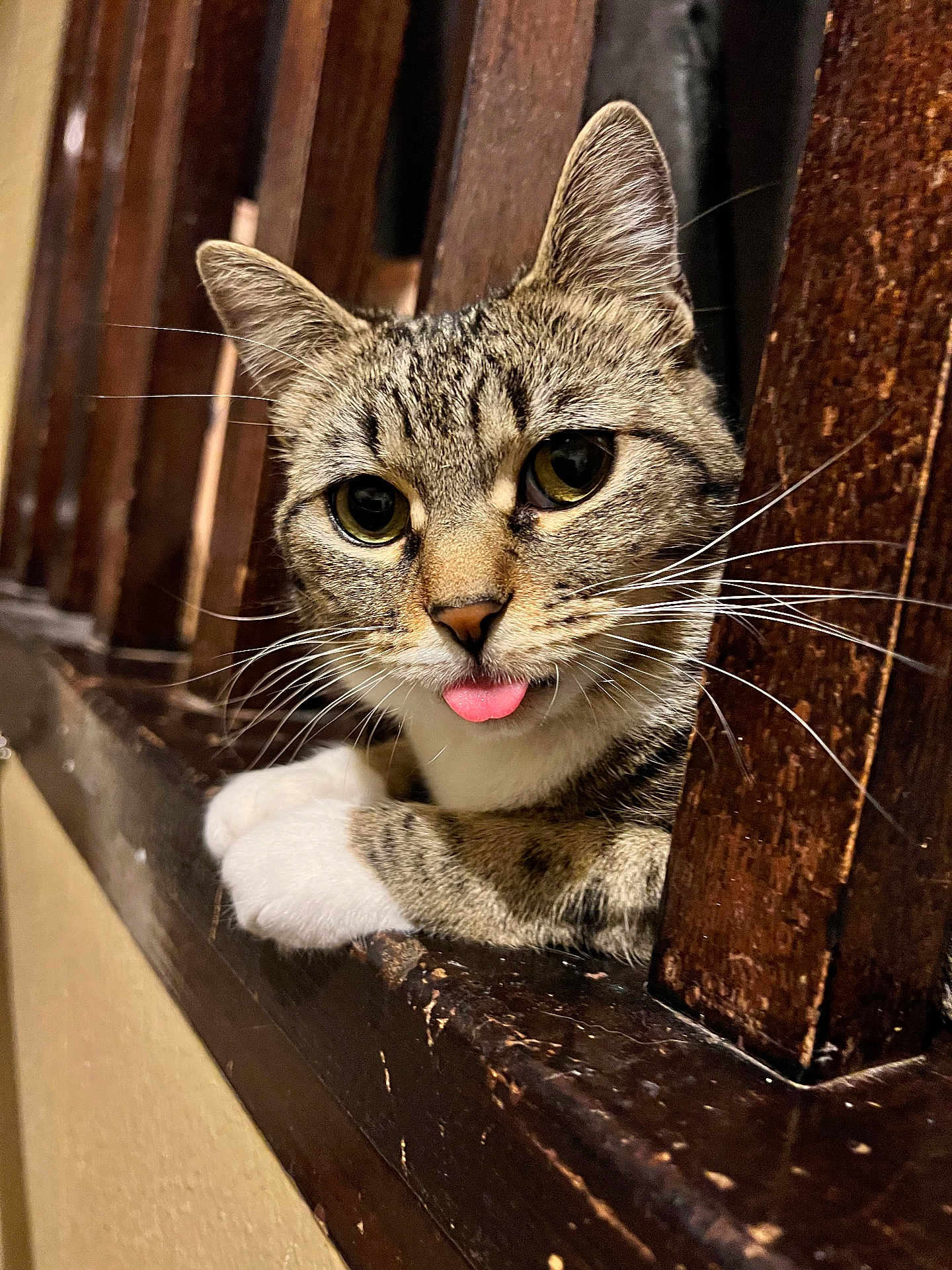 Phoenix is registered to the contest to win money with this photo: cat, tabby, tongue_out, white_paws, wooden_ledge, wooden_railings, curious, whiskers, close_up, indoor, pet, feline, animal, cute, relaxed, portrait, fur, ears, eyes, resting