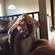 Macaroni is registered to the contest to win money with this photo: