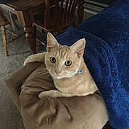 Macaroni is registered to the contest to win money with this photo:
