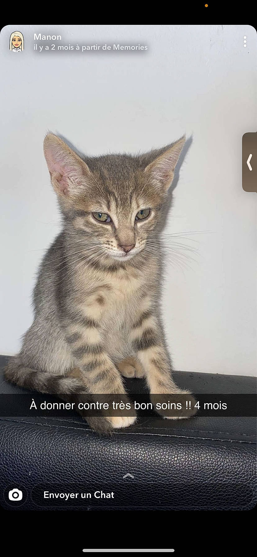 Ruby participe au concours pour gagner de l'argent avec cette photo : aegean_cat, asian, australian_mist, california_spangled, carnivore, cat, domestic_short_haired_cat, dragon_li, egyptian_mau, european_shorthair, felidae, kitten, mammal, ocicat, pixie_bob, savannah, small_to_medium_sized_cats, tabby_cat, vertebrate, whiskers