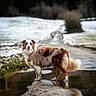Sharly participe au concours pour gagner de l'argent avec cette photo : dog, outdoor, muddy, puddle, reflection, snow, rural, path, fur, animal, nature, curious, standing, brown, white, fluffy, canine, winter, landscape, quiet