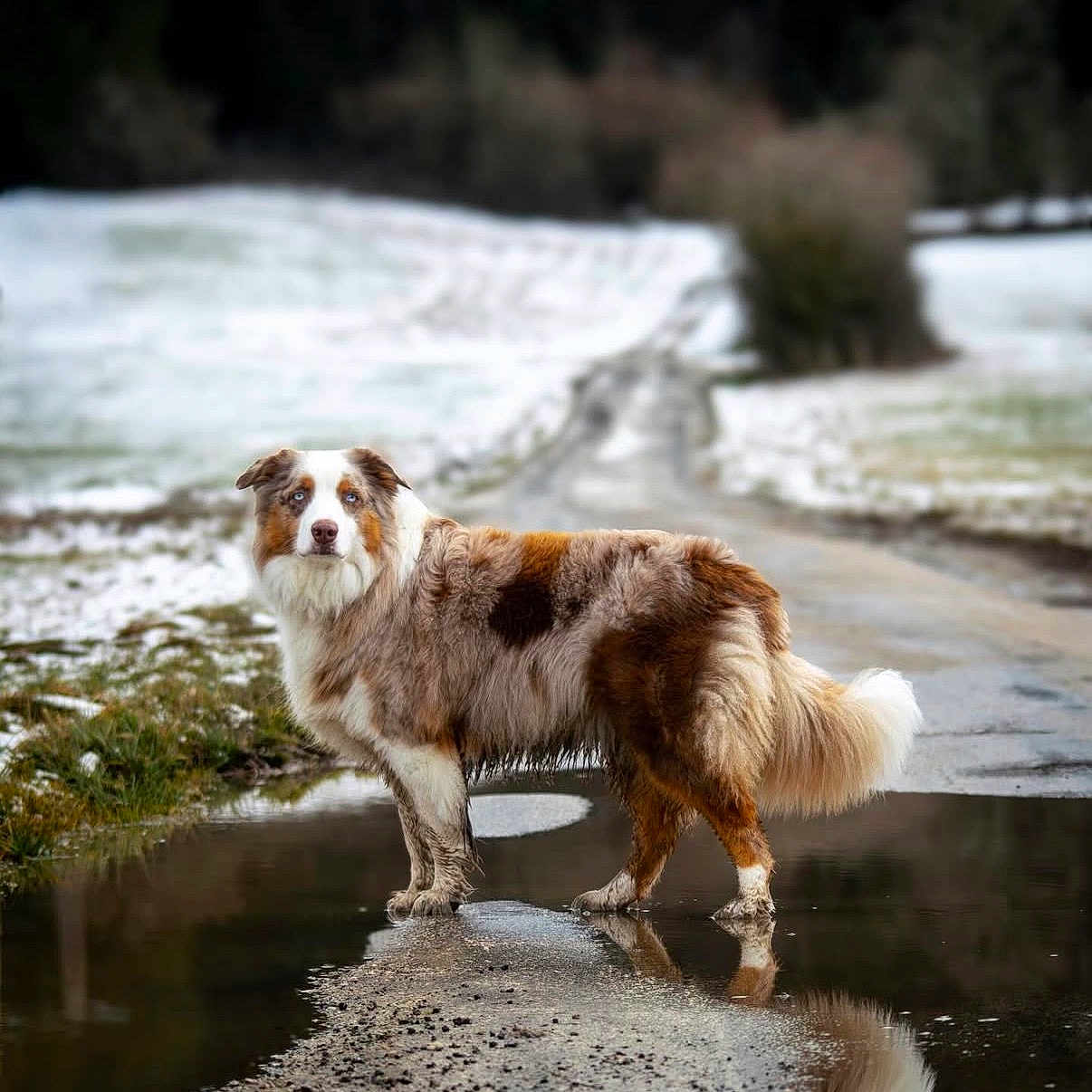 Sharly participe au concours pour gagner de l'argent avec cette photo : dog, outdoor, muddy, puddle, reflection, snow, rural, path, fur, animal, nature, curious, standing, brown, white, fluffy, canine, winter, landscape, quiet