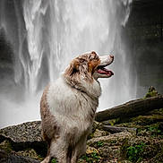 Sharly participe au concours pour gagner de l'argent avec cette photo : dog, waterfall, rocks, nature, outdoor, fur, animal, landscape, moss, forest, canine, pet, happy, profile, tongue, wet, water, scenery, wildlife, adventure