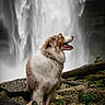 dog, waterfall, rocks, nature, outdoor, fur, animal, landscape, moss, forest, canine, pet, happy, profile, tongue, wet, water, scenery, wildlife, adventure