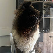 Tyson participe au concours pour gagner de l'argent avec cette photo : dog, fluffy, indoor, table, chair, cabinet, bottle, furniture, pet, animal, brown, white, fur, seated, looking_away, household, decor, mammal, companion, domestic