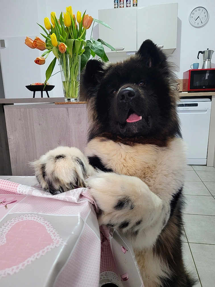 Tyson a rejoint le concours — aidez-le/la à gagner de superbes lots ! dog, large_dog, fluffy, paw, table, tablecloth, kitchen, tulips, flower_vase, appliance, microwave, clock, cupboard, counter, floor_tiles, black_and_white_fur, tongue_out, pet, domestic, indoor
