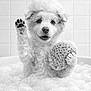 animal, bath, bubbles, cleaning, cute, dog, face, foam, fur, happy, indoors, paw, pet, playing, puppy, smiling, sponge, tile, wet, white