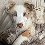 dog, puppy, blue_eyes, fur, blanket, couch, cute, nose, paw, indoor, pet, home, soft_texture, fur_pattern, merle, whiskers, portrait, lying_down, looking_at_camera, cozy