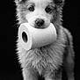 animal, black_and_white, close_up, cute, dog, domestic_animal, fluffy, fur, innocent, looking_at_camera, nose, pet, portrait, puppy, soft_texture, standing, studio, toilet_paper, whiskers, young