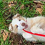 Alaska participe au concours pour gagner de l'argent avec cette photo : puppy, dog, grass, leash, playful, blue_eyes, outdoor, nature, fall_leaves, fur, pet, cute, animal, lying_down, happy, young, canine, chewing, red_leash, ground