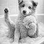 adorable, animal, bath, bathtub, black_and_white, bubbles, cleaning, cute, dog, fur, indoor, paw, pet, playful, puppy, relaxing, soap, sponge, tile_wall, water