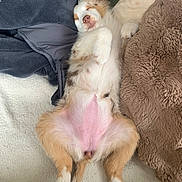 Alaska participe au concours pour gagner de l'argent avec cette photo : bed, belly_up, blanket, cozy, cushion, cute, dog, domestic_animal, face, fur, indoor, nose, paws, pet, pink_belly, plush, puppy, resting, sleeping, snout