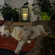 Alaska participe au concours pour gagner de l'argent avec cette photo : blanket, brown, candle, comfortable, couch, cozy, dog, fur, green, homedecor, houseplant, indoor, lantern, pet, quiet, relaxing, resting, sleeping, soft_light, white