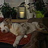 blanket, brown, candle, comfortable, couch, cozy, dog, fur, green, homedecor, houseplant, indoor, lantern, pet, quiet, relaxing, resting, sleeping, soft_light, white