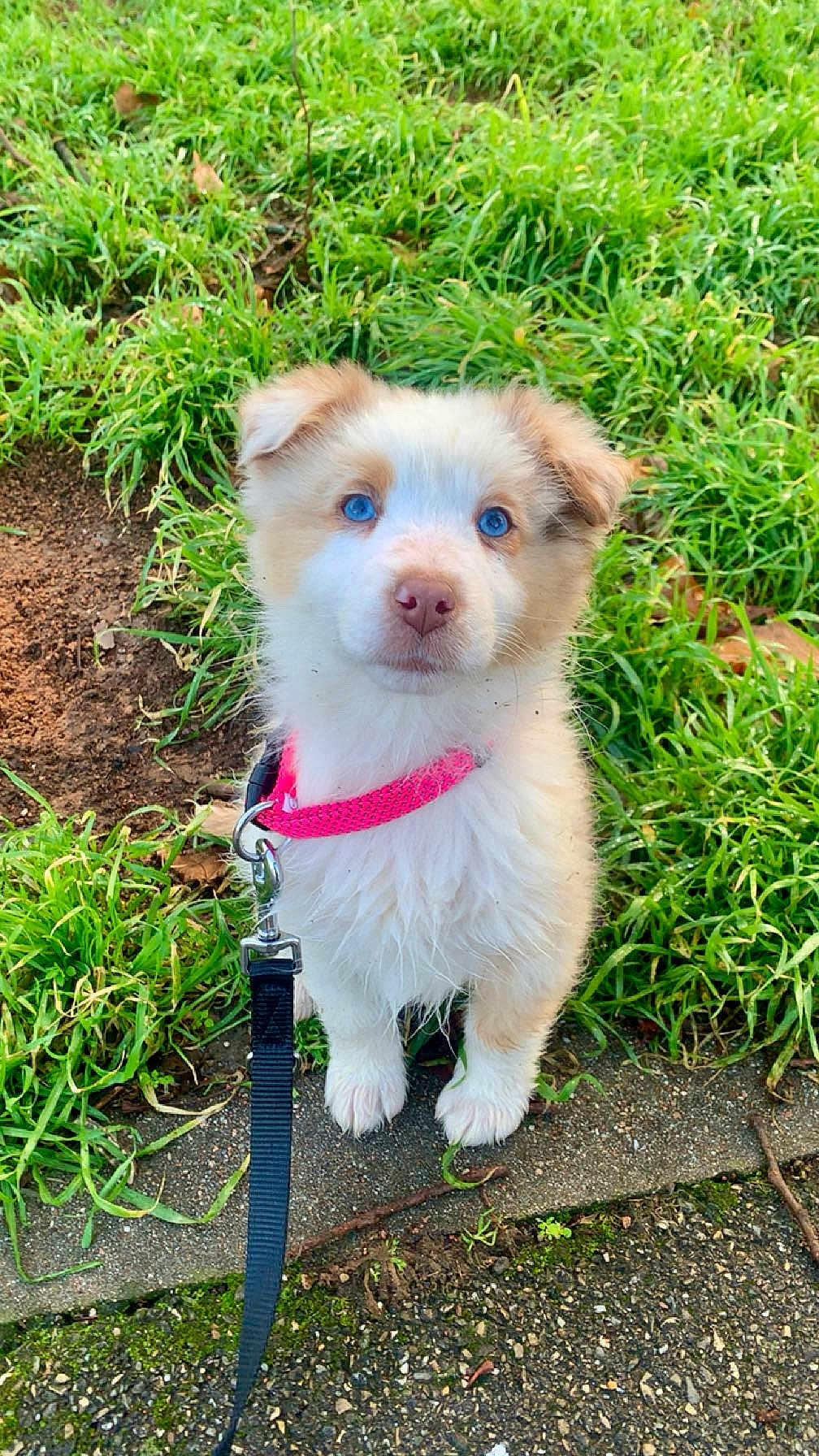 Alaska participe au concours pour gagner de l'argent avec cette photo : puppy, dog, blue_eyes, pink_collar, leash, grass, sidewalk, outdoor, cute, pet, young_dog, fur, animal, nature, ground, small_dog, playful, adorable, canine, sitting