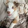 dog, puppy, merle, blue_eyes, fluffy, blanket, fur, paw, nose, mouth, smile, close_up, portrait, indoor, cozy, couch, relaxed, pet, domestic_animal, ears