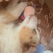 Alaska participe au concours pour gagner de l'argent avec cette photo : puppy, dog, blue_eyes, toy, blanket, brown, white_fur, fluffy, soft, cuddling, lying_down, indoor, bedroom, plush, cute, pet, resting, cozy, sleepy, fur