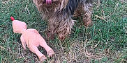 Skippy participe au concours pour gagner de l'argent avec cette photo : dog, small_dog, grass, outdoor, toy, rubber_chicken, animal, pet, tongue_out, playful, scruffy, brown_dog, fur, standing, nature, daylight, greenery, ground, cute, companion