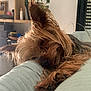 Skippy participe au concours pour gagner de l'argent avec cette photo : dog, sleeping, indoor, closeup, fur, ears, tongue, cozy, couch, plant, shelf, relaxing, pet, resting, small_dog, furry, paw, home, calm, cute