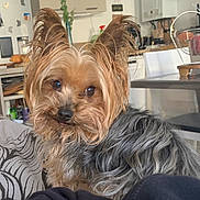 Skippy participe au concours pour gagner de l'argent avec cette photo : dog, yorkshire_terrier, pet, indoor, fur, brown, black, small_dog, eyes, face, ears, couch, blanket, home, kitchen, table, chair, domestic, animal, cute