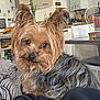 dog, yorkshire_terrier, pet, indoor, fur, brown, black, small_dog, eyes, face, ears, couch, blanket, home, kitchen, table, chair, domestic, animal, cute