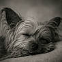 Skippy participe au concours pour gagner de l'argent avec cette photo : dog, sleeping, close_up, black_and_white, small_dog, fur, pet, resting, cute, calm, peaceful, animal, portrait, nose, ears, whiskers, relaxation, indoor, soft, cozy
