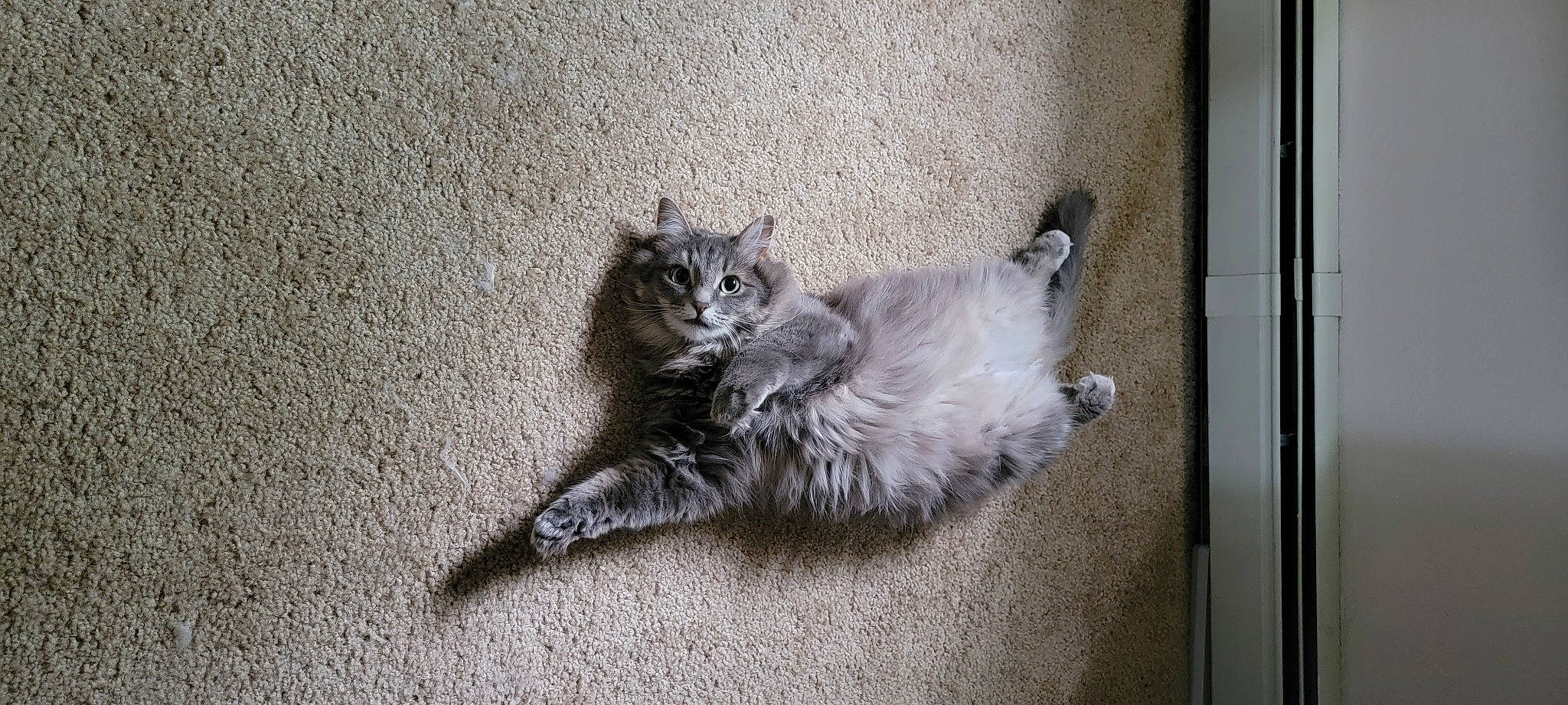 Neko is registered to the contest to win money with this photo: carnivore, cat, claw, domestic_short_haired_cat, felidae, flooring, fur, grey, maine_coon, paw, small_to_medium_sized_cats, tail, terrestrial_animal, whiskers, window