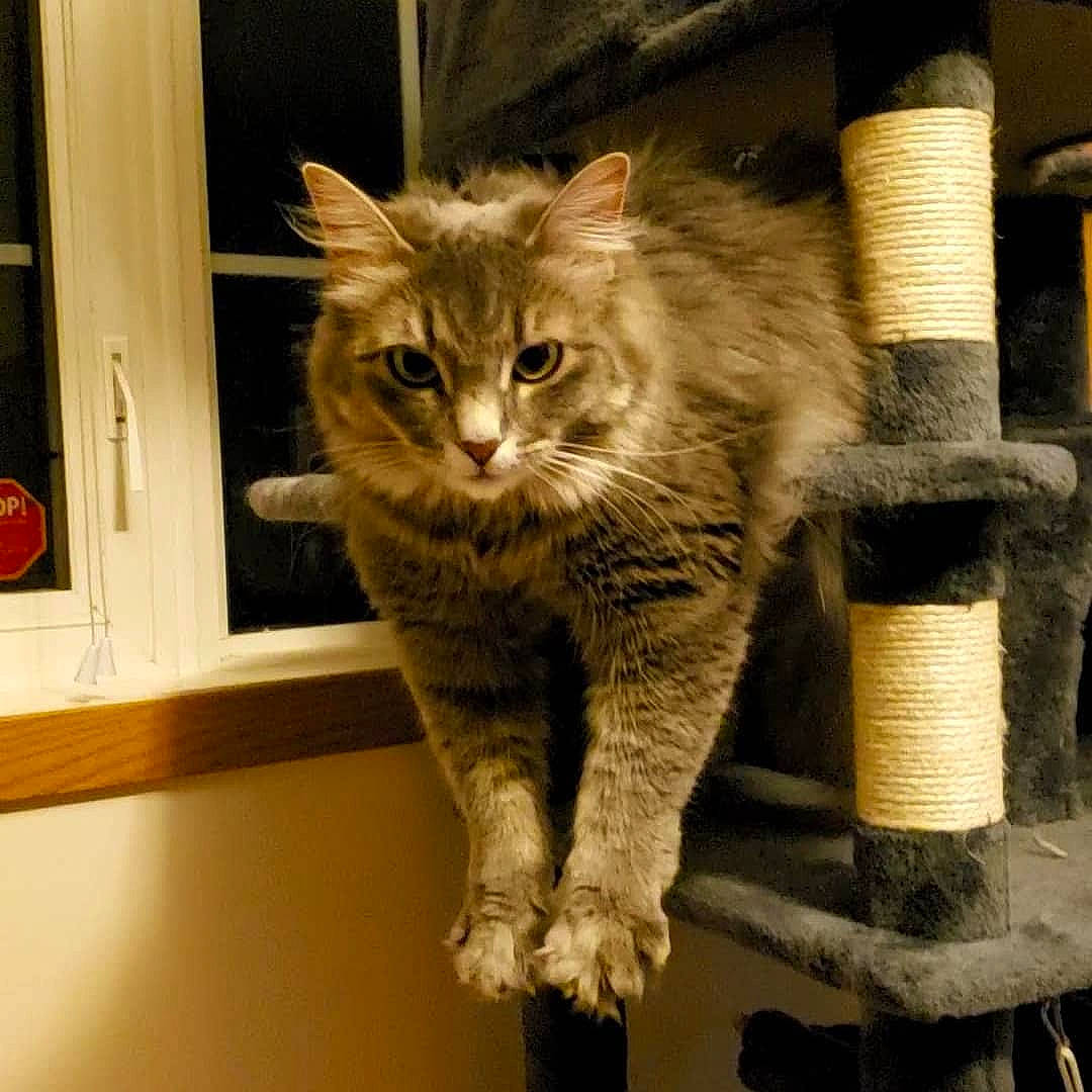 Neko joined the competition — help win amazing prizes! carnivore, cat, cat_supply, claw, domestic_short_haired_cat, fawn, felidae, fur, maine_coon, paw, shelf, small_to_medium_sized_cats, snout, tail, terrestrial_animal, whiskers, window, wood