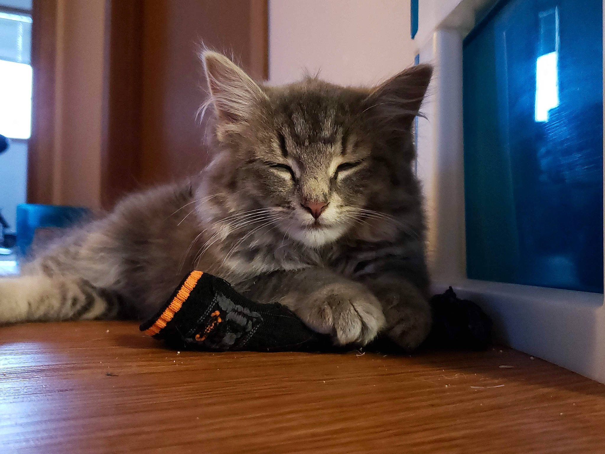 Neko joined the competition — help win amazing prizes! carnivore, cat, claw, comfort, domestic_short_haired_cat, felidae, flooring, fur, hardwood, laminate_flooring, maine_coon, paw, small_to_medium_sized_cats, snout, table, varnish, whiskers, window, wood, wood_stain