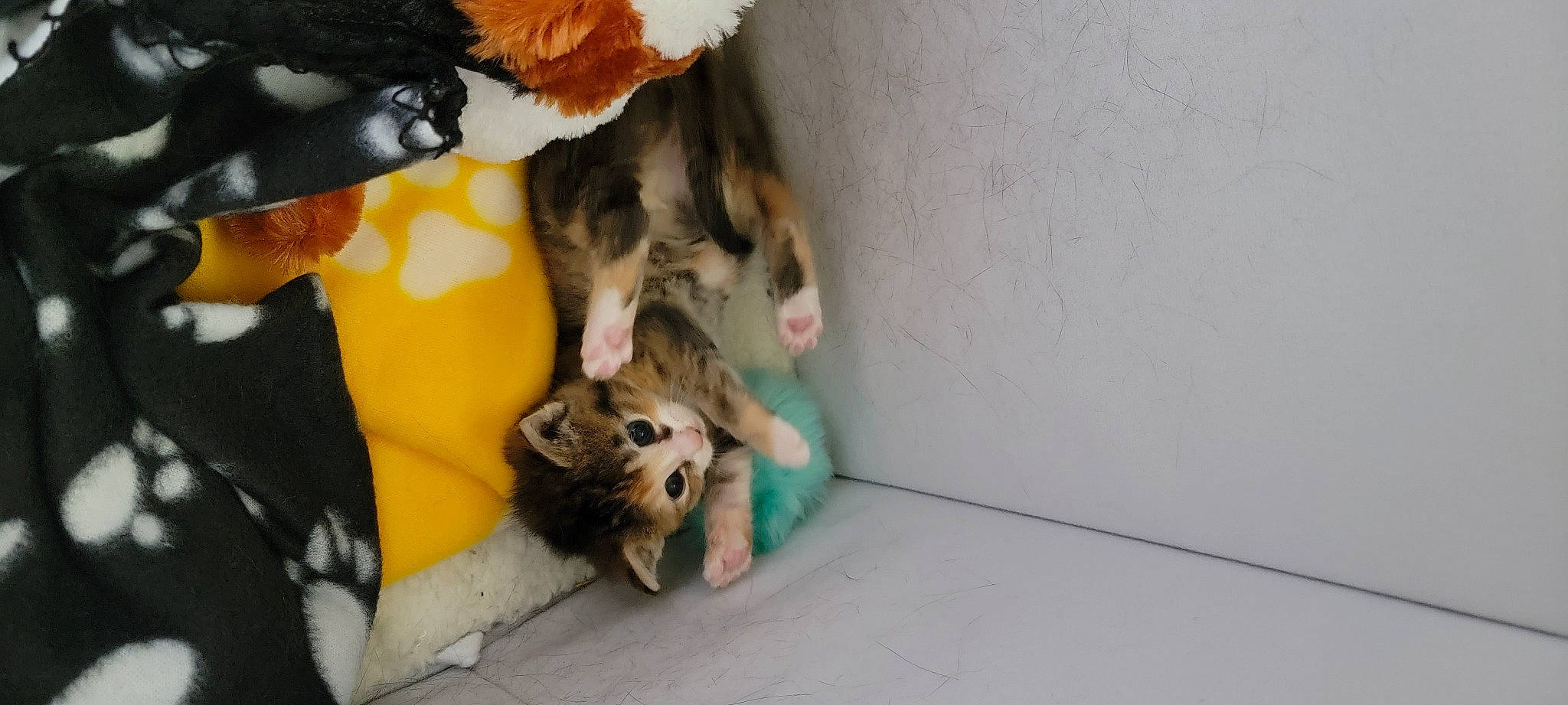 Baby Swiss is registered to the contest to win money with this photo: canidae, carnivore, comfort, companion_dog, dog, dog_breed, fawn, felidae, ferret, fur, german_spitz, mammal, paw, pomeranian, small_to_medium_sized_cats, snout, spitz, sporting_group, tail, whiskers