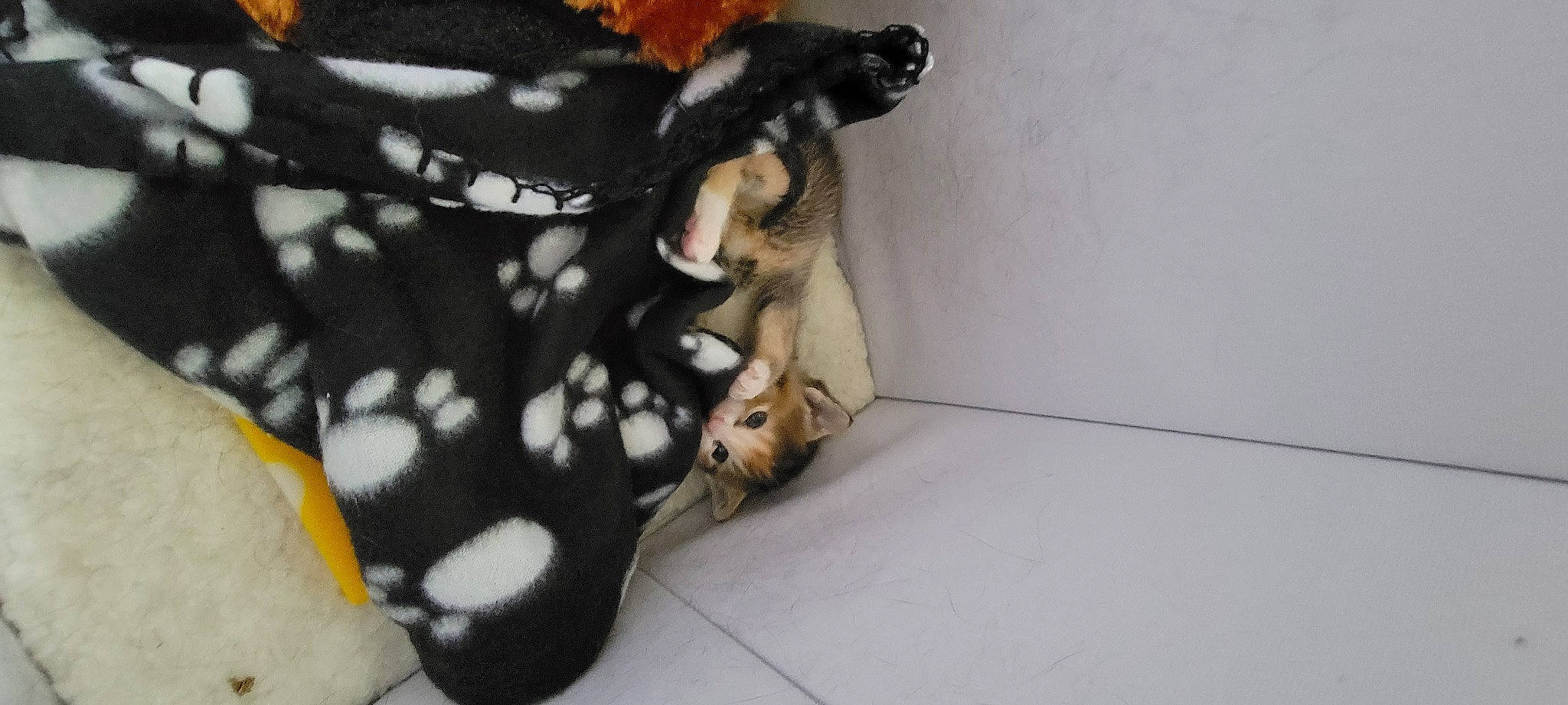 Baby Swiss is registered to the contest to win money with this photo: carnivore, comfort, companion_dog, dog_breed, fawn, felidae, flooring, foot, fur, human_leg, linens, pattern, small_to_medium_sized_cats, snout, stuffed_toy, tail, thigh, toy, whiskers, wood